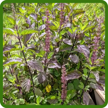 Perennial Basil Adaptable to Various Soils