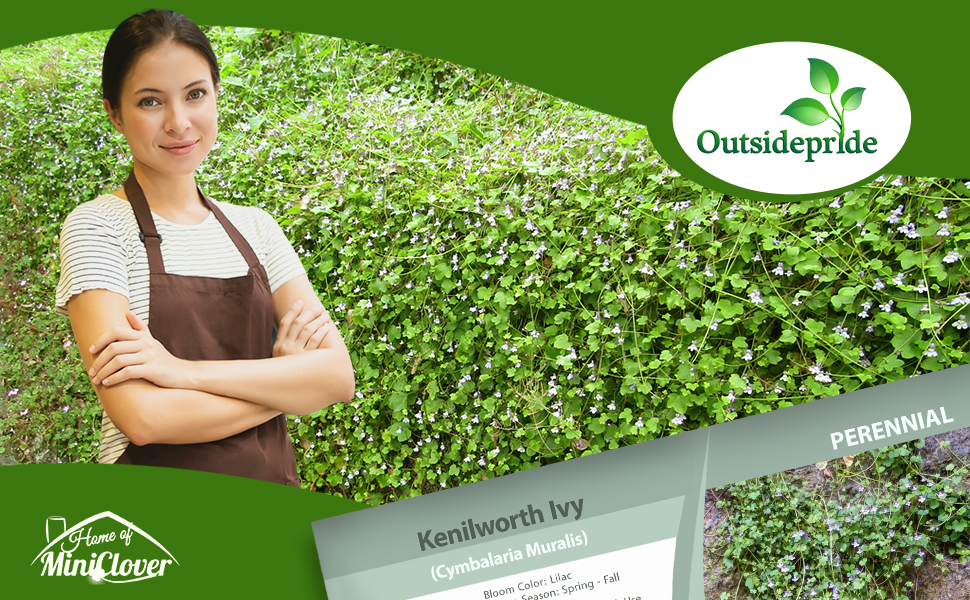 Kenilworth Ivy Low Growing Ground Cover Plant