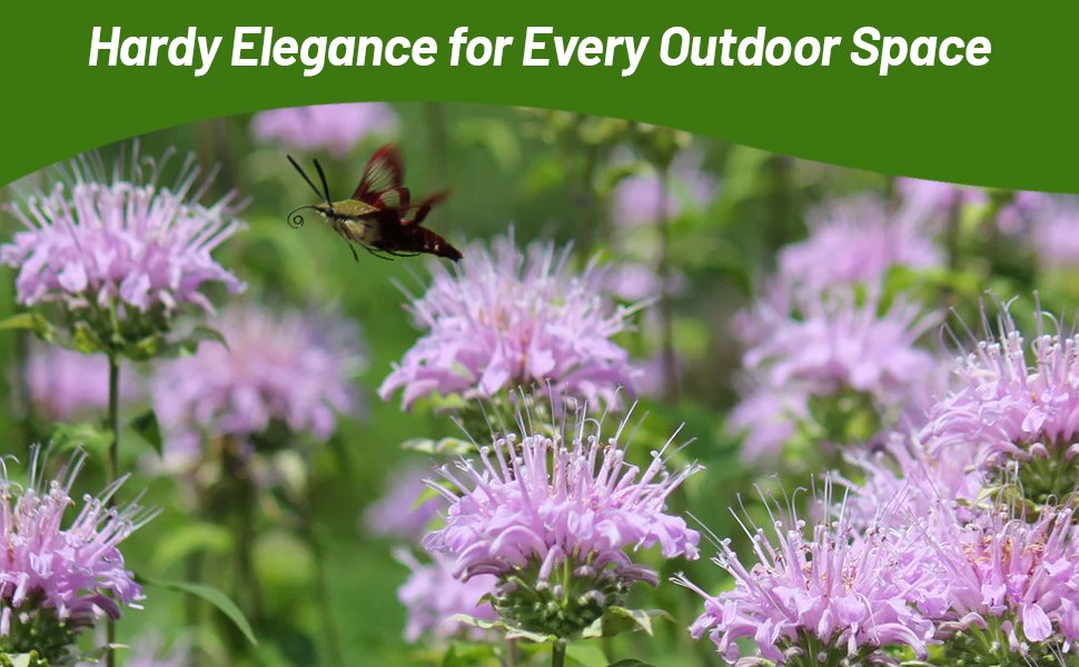 Pollinator On Monarda Fistulosa Wild Bergamot Flowers