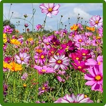 Tall Cosmos Flowering Plants