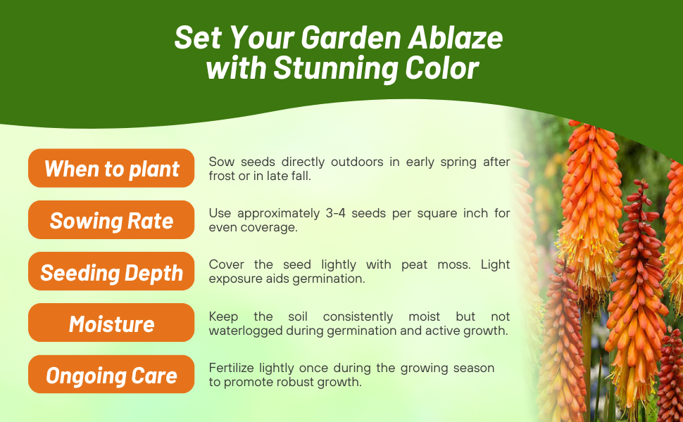 Planting Directions & Care For Red Hot Poker Plants