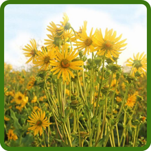 Tall Growth Habit of Cup Plant