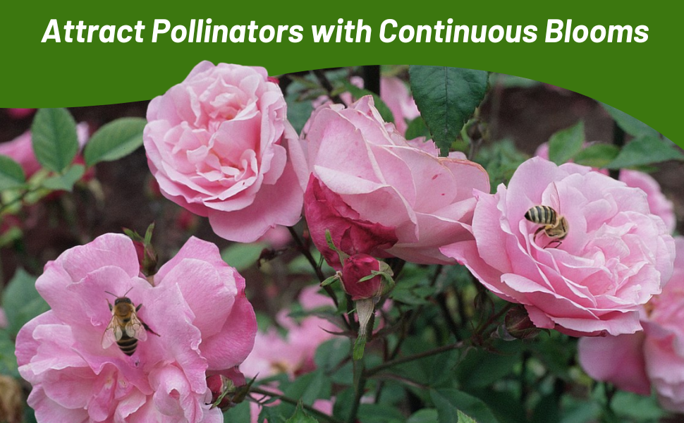 Pollinating Bees on China Rose Flowers