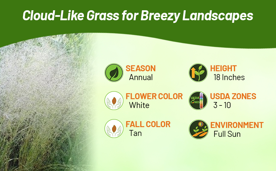 Annual Agrostis Nebulosa Cloud Ornamental Grass For Full Sun