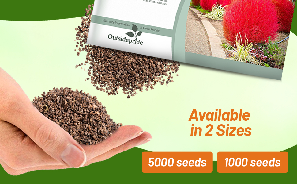 Kochia Burning Bush Seed Packets For Sale