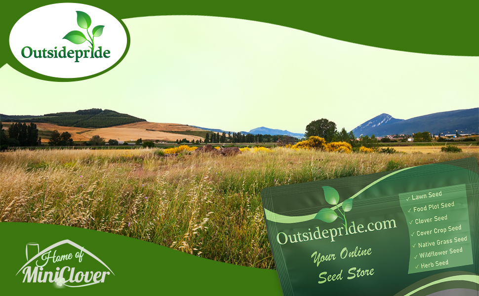 Northeast Native Grass Seed For Xeriscape Landscaping