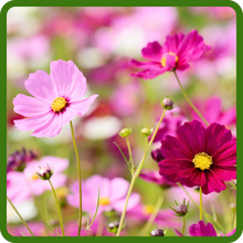 Pink & Red Hues of Cosmos Flowers