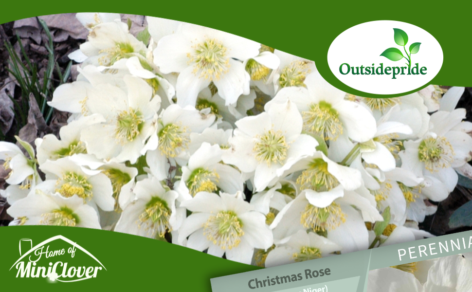 Christmas Rose White Flowers