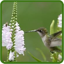 Hummingbird on Pollinator Friendly White Obedient Plant