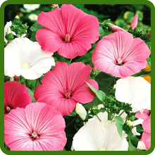 Annual Rose Mallow Creates a Lush, Full-Garden Effect