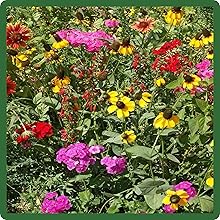 Perennial and Annual Southeast Wildflower Seed Mixture