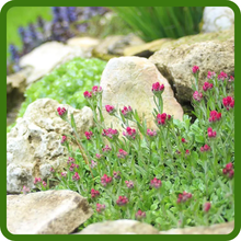 Compact Ground Cover With Red Flowers