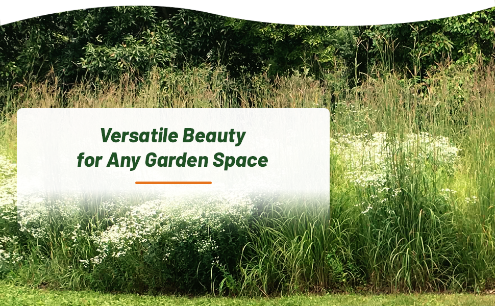 Big Bluestem Low Water Conservation Xeriscape Landscaping