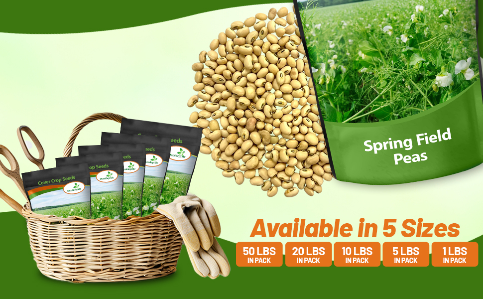Bulk Spring Field Peas For Planting