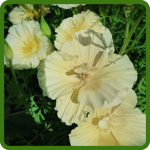 White California Poppy Seeds