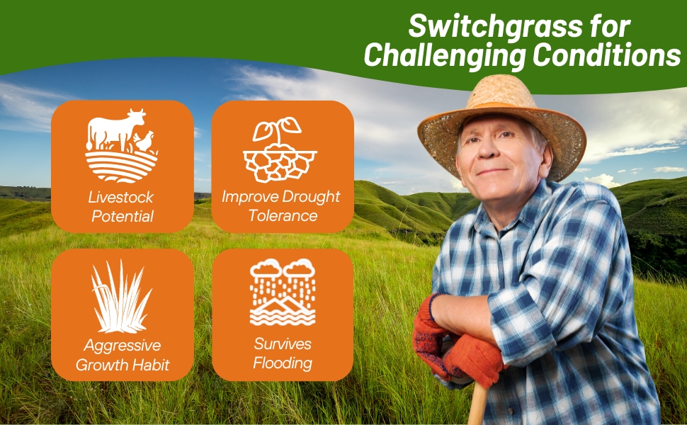Switchgrass Survives Flooding, Has An Aggressive Growth Habit For Livestock Forage