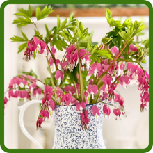 Bleeding Heart Cut Flowers in Vase