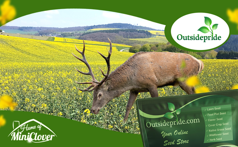 Field of Flowering Deer Greens Food Plot