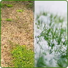 Drought & Heat Tolerant Xeriscape Grass