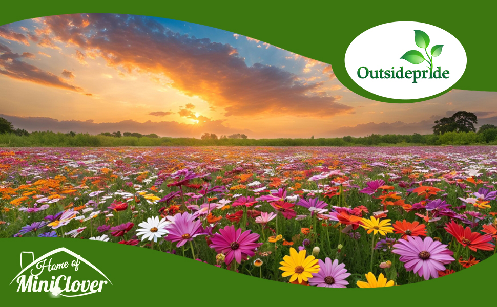 Perennial Osteospermum African Daisy Flowers