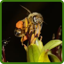 Phormium Pollinator-Friendly