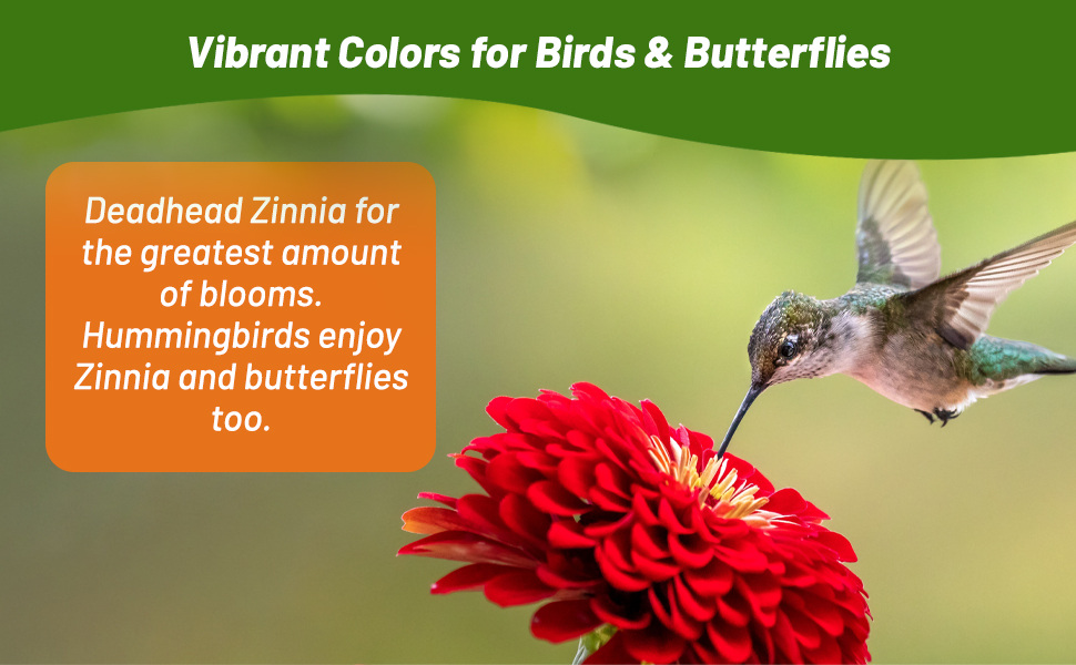 Hummingbird on Zinnia Lilliput Red Flower Blossom