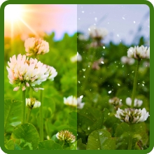 2000 White Prairie Clover Wildflower Seeds – Everwilde Farms Mylar Packet