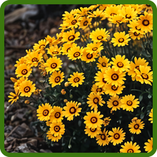 Self-sowing Ursinia Flowers