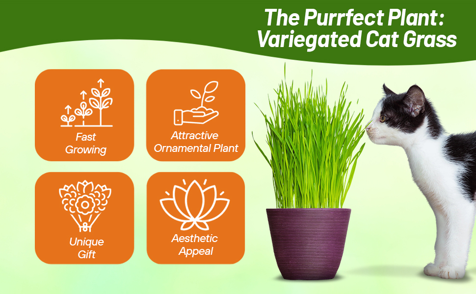 Cat Grass Container Plant