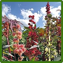 Tall Castor Bean Plants For Landscaping