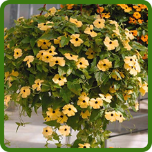 Yellow Thunbergia Black-eyed Susan Vine For Floral Arrangements