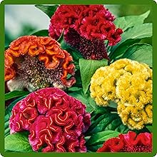 Striking, Unique Blooms of Cockscomb Flowers