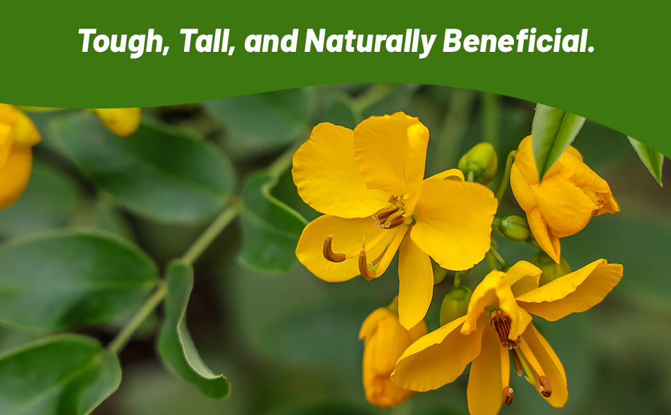Tall Growing Senna Herb Plant With Yellow Flowers