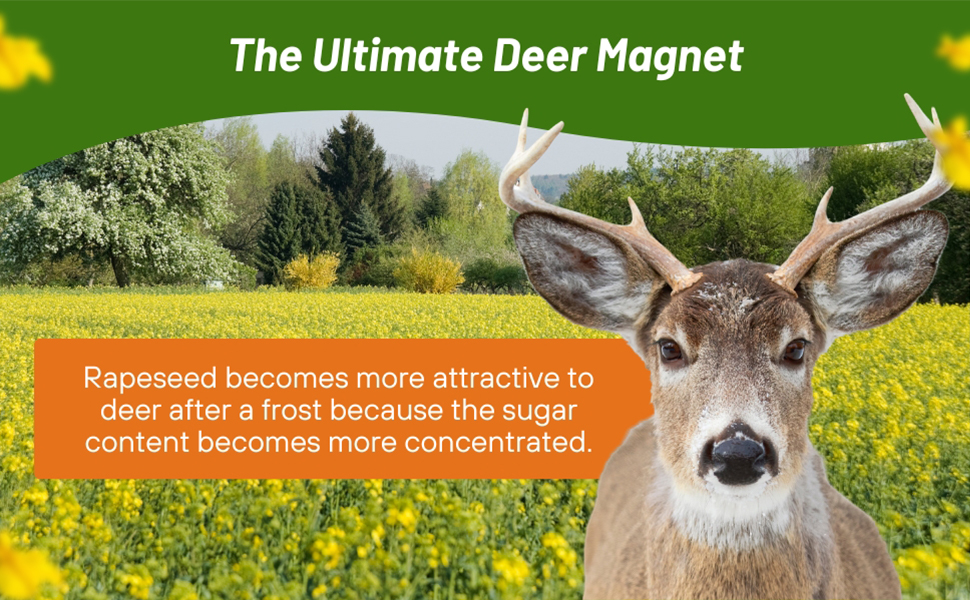 Field of Brassica Deer Greens For Attracting Deer