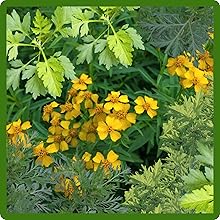 Tarragon, Mugwort, & Wormwood Aromatic Foliage