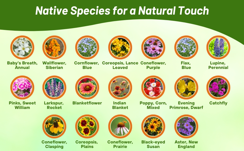 Flower Varieties in MIdwest Wildflower Seed Mix