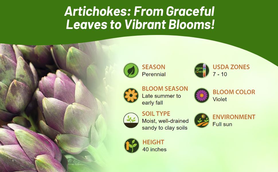 Perennial Artichoke Vegetables for Full Sun With Violet Blooms