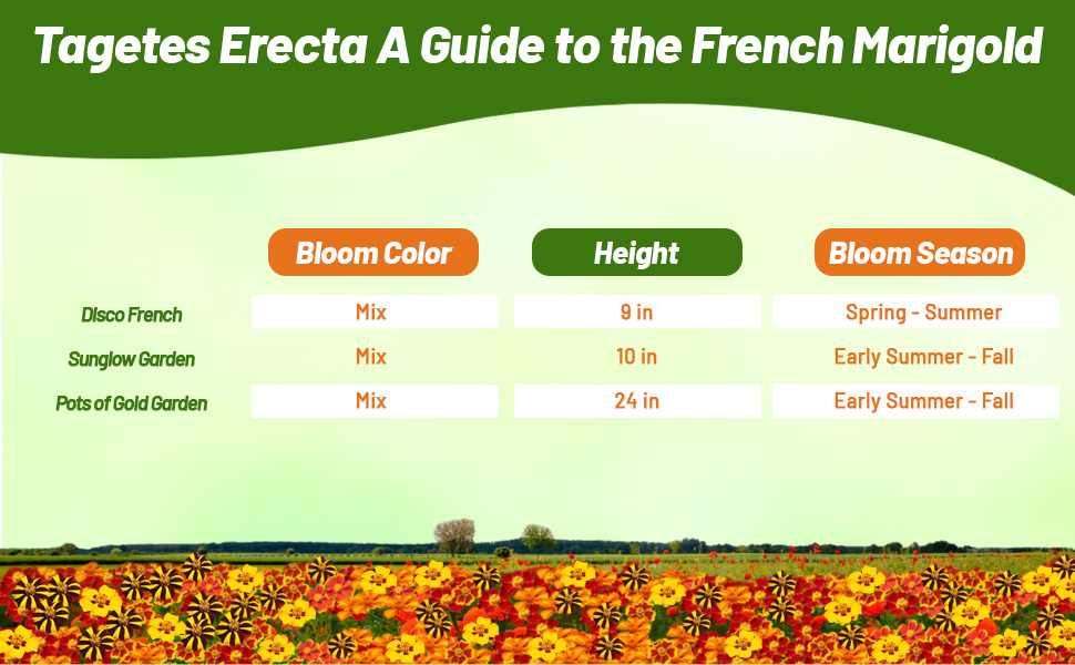 Heights & Color Chart of Tagetes Patula French Marigold Flowers