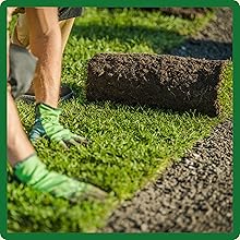 Bermuda Grass Seed For Lawns