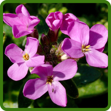 Arabis Wall Rock Cress Cascading Blooms