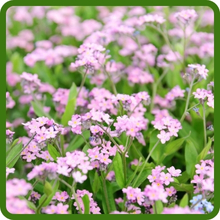 Self Seeding PInk Chinese Forget Me Not