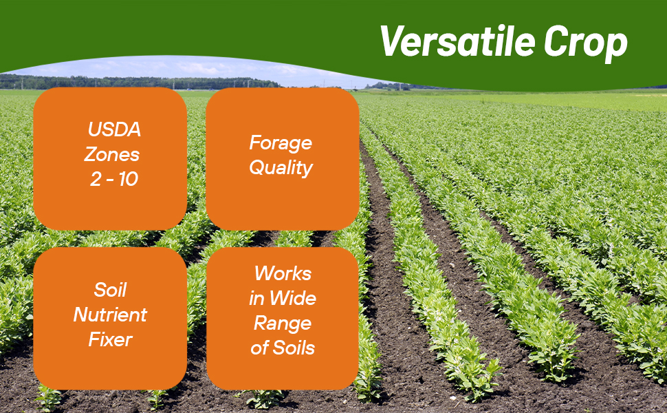 Forage Quality Fava Faba Bean Seeds High Protein