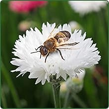 Bachelor Button Cornflower Fireworks Attracting Pollinator Bee