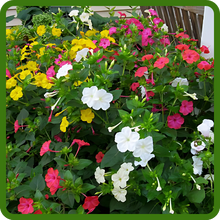 Vibrant Color Palette of Mirabalis Jalapa Four O' Clock