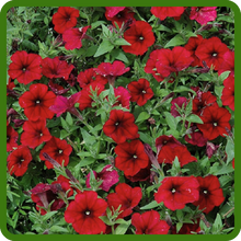 Rapid Growth of Red Velour Wave Petunia