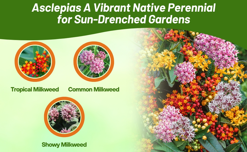 Varieties of Asclepias Milkweed Flowers Grown From Seeds