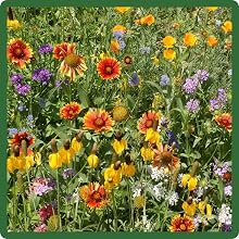 Diverse Southwest Wildflower Seed Mixture