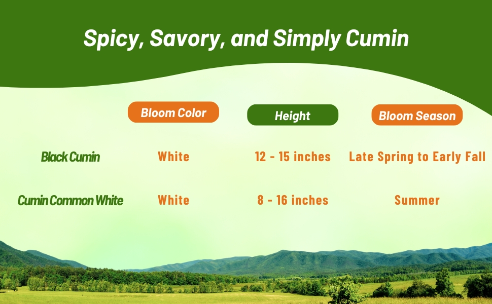 Bloom Color, Bloom Season, & Plant Height of Cumin