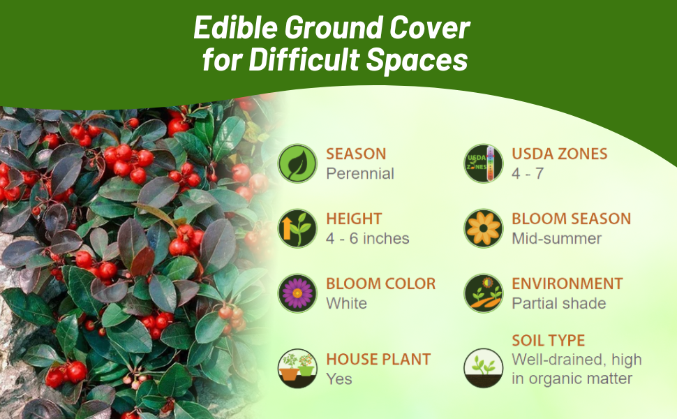 Perennial Gaultheria Wintergreen Edible Ground Cover Plants