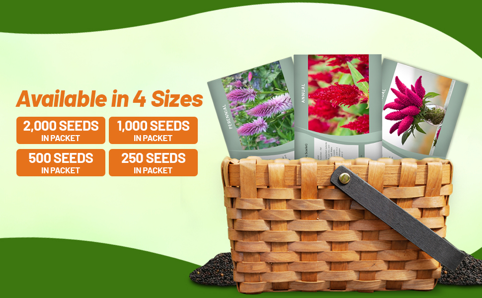 Celosia Seed Packets For Planting